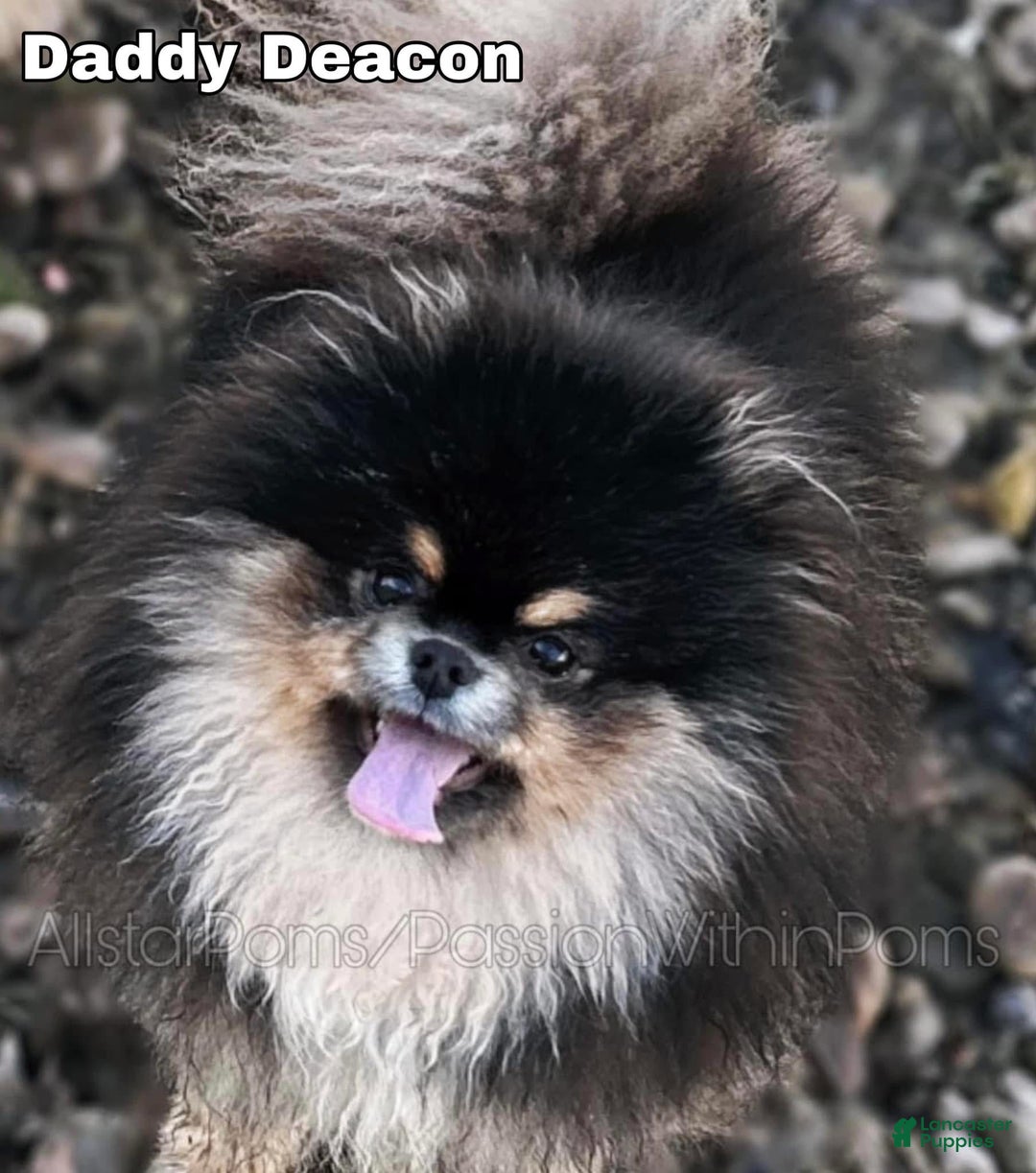 Pomeranian dogs for sale: Little Bubbles - Ad 6