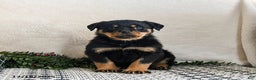 Rottweiler dogs for sale: Goober - Ad 3
