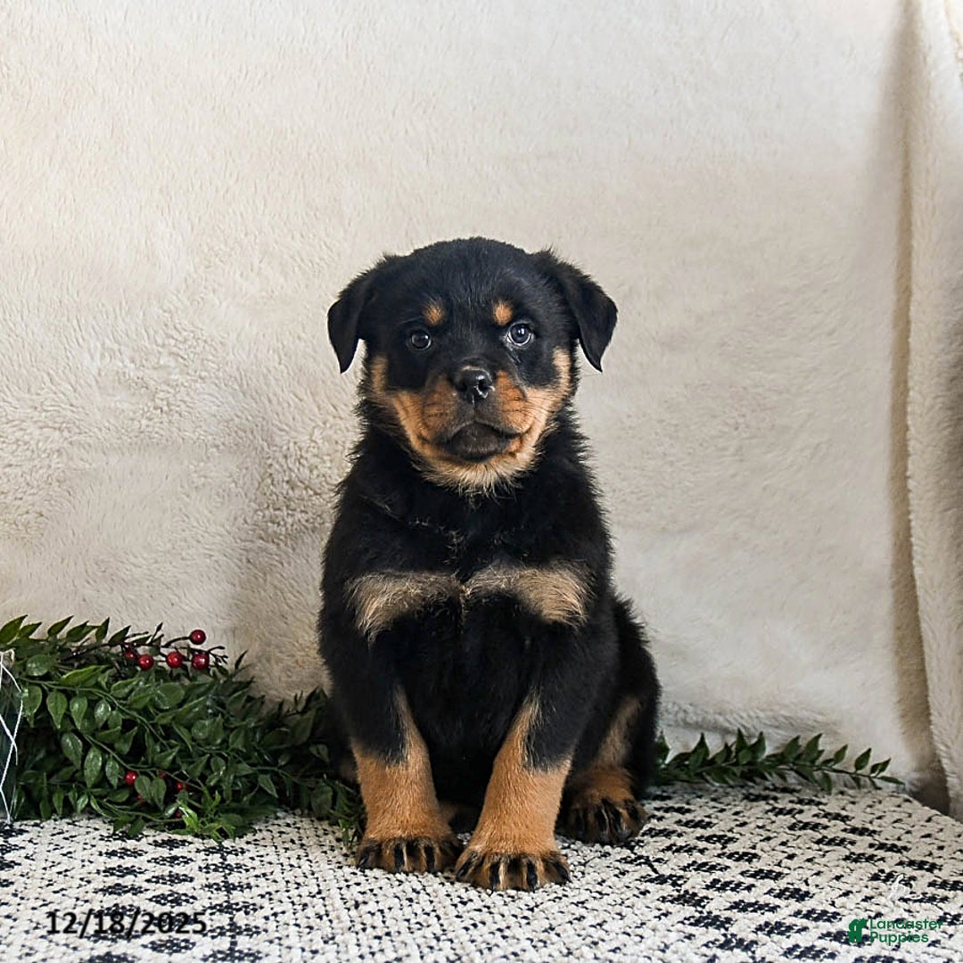 Rottweiler dogs for sale: Goober - Ad 3