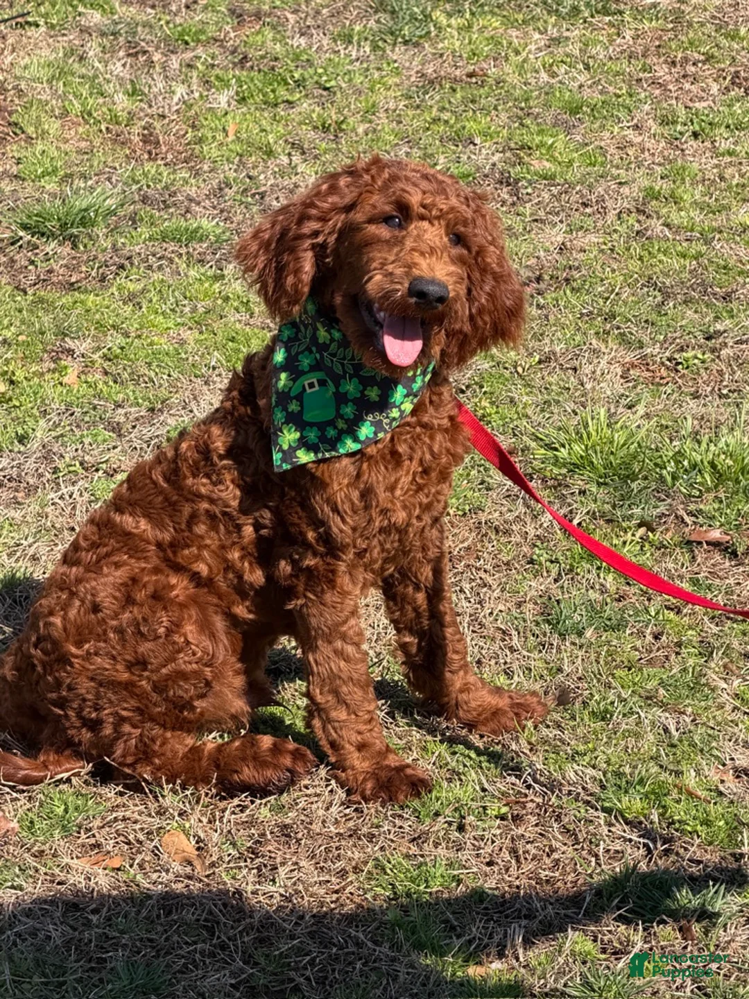 Mini Goldendoodle dogs for sale: Rip - Ad 2