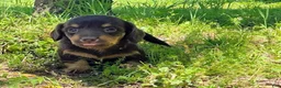 Miniature Dachshund dogs for sale: Hazel-Beautiful Chocolate & Tan Long-Haired Female-Parents Embark tested - Ad 3