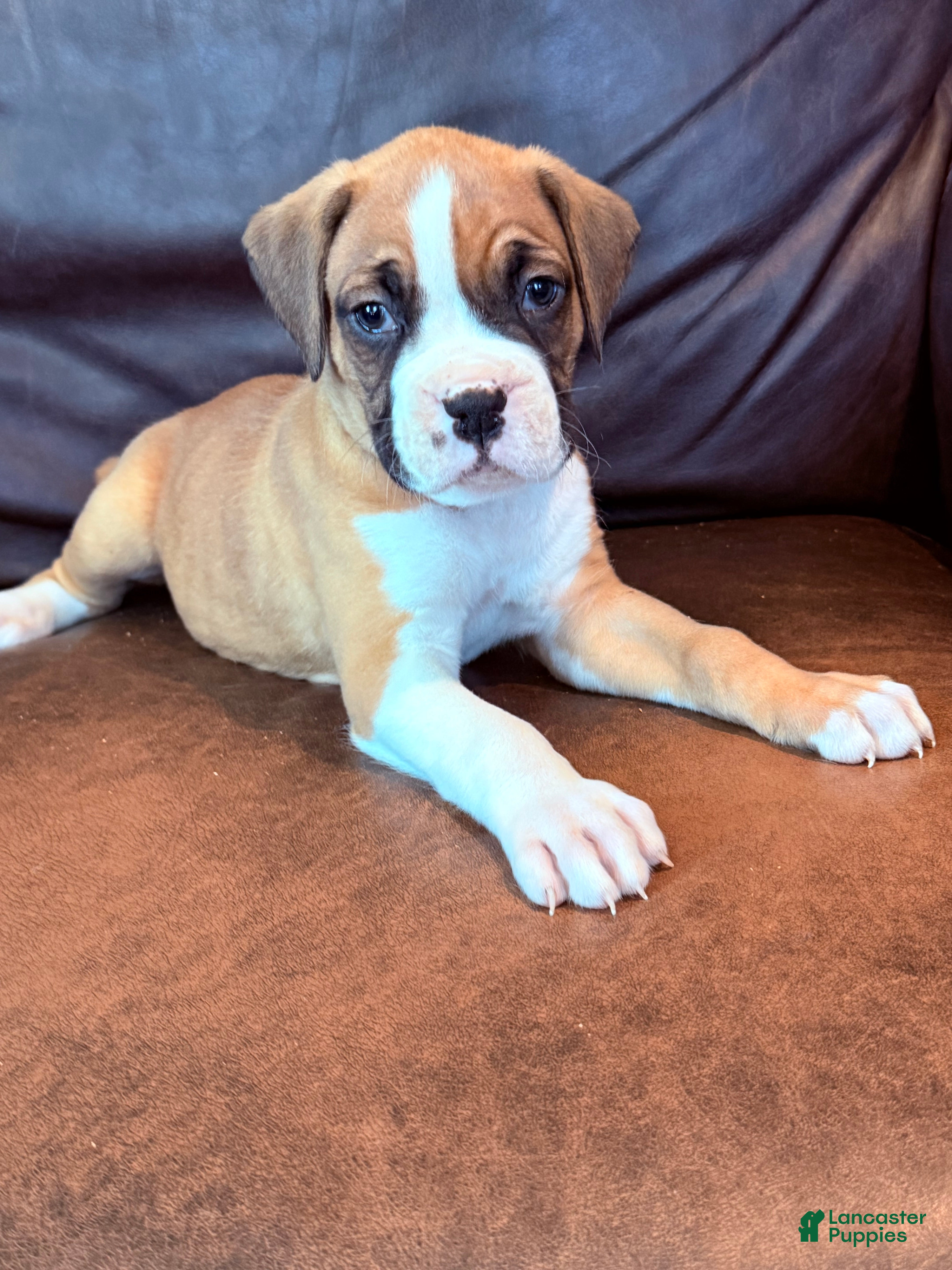 Boxer dogs Toby - Ad 2