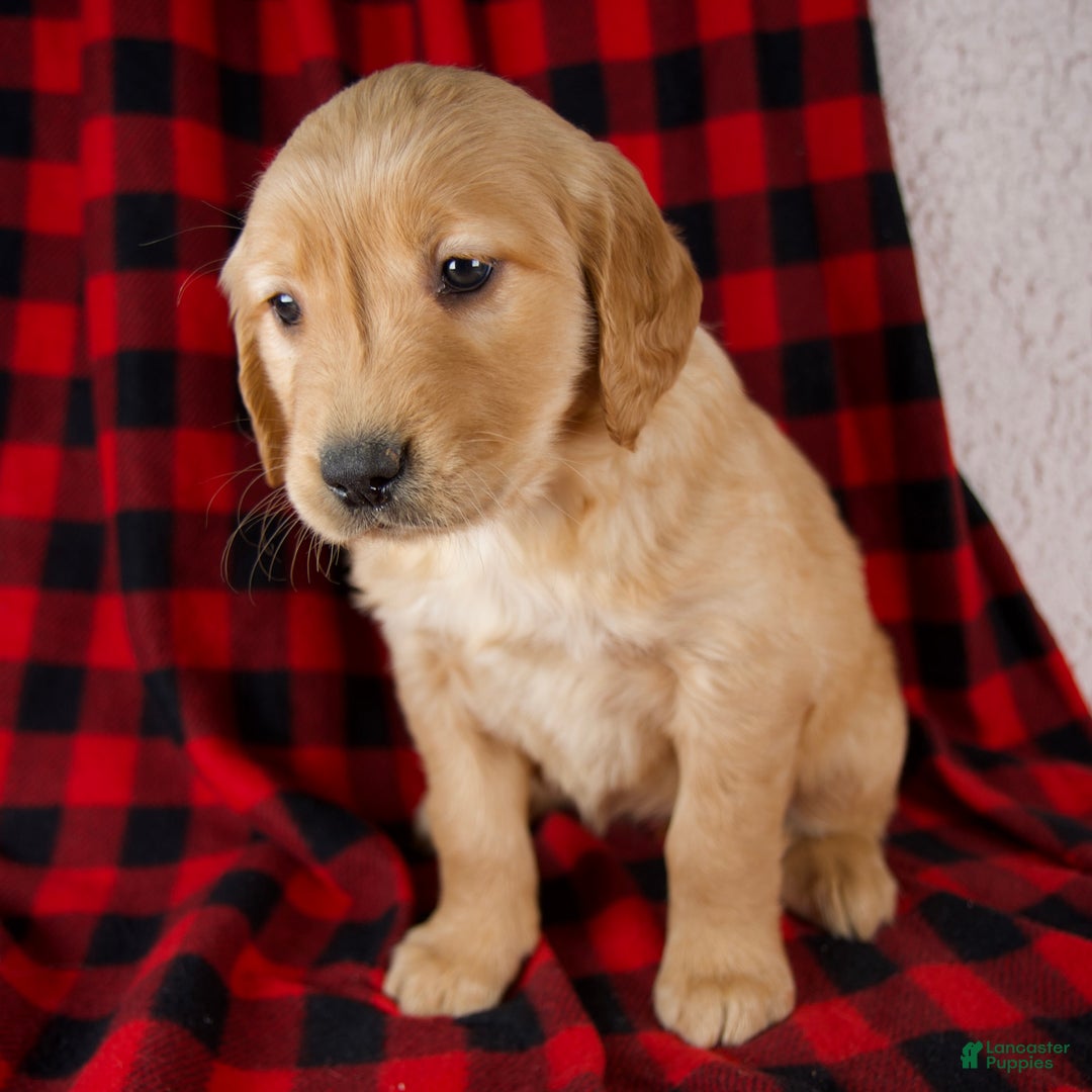Golden Retriever dogs for sale: Trixie - Ad 6