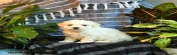 Bichon Frise dogs for sale: Cloud - Ad 2