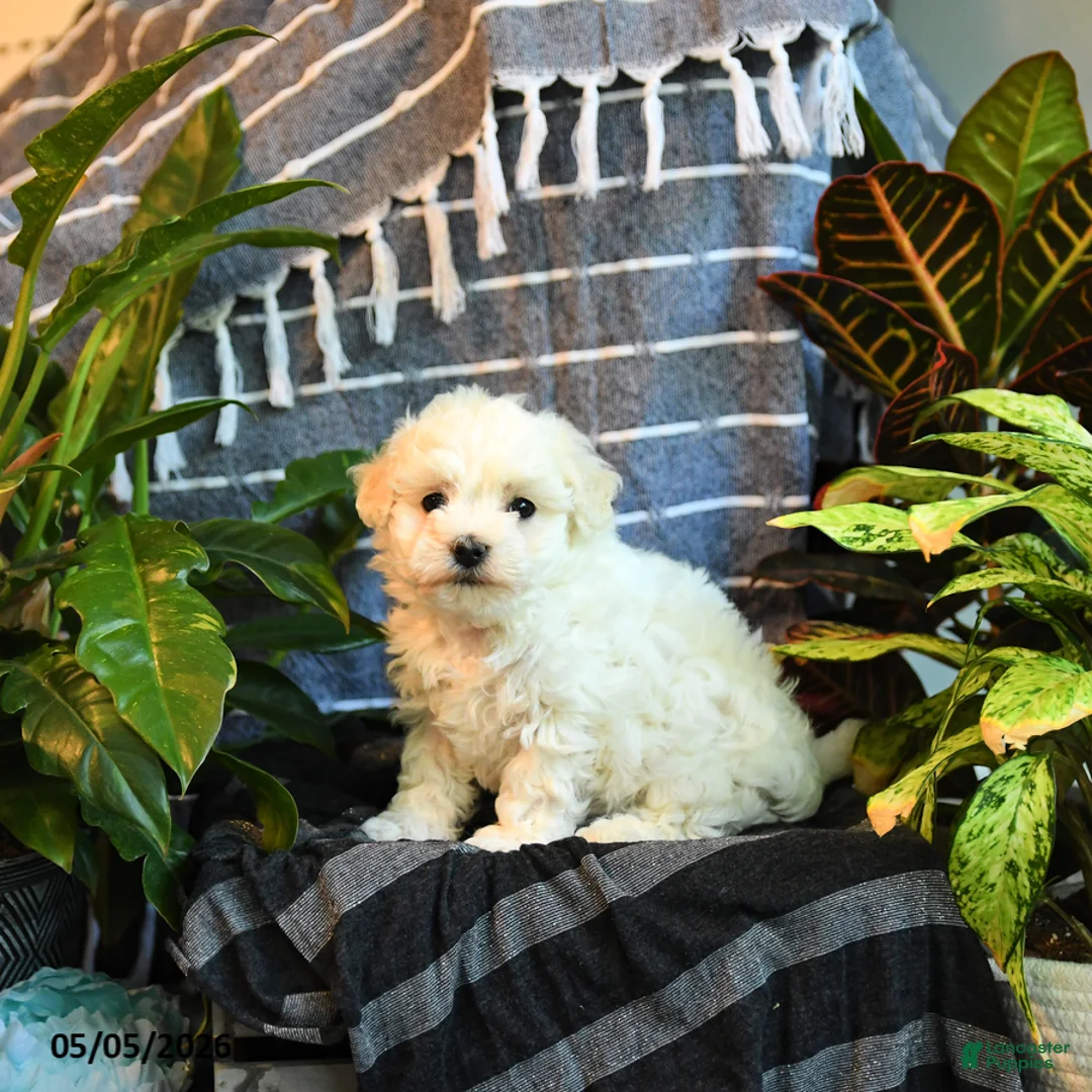 Bichon Frise dogs for sale: Cloud - Ad 2