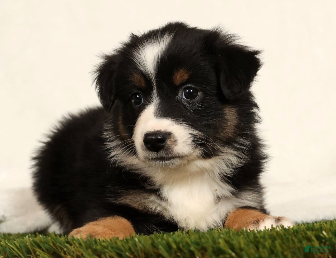 Miniature Australian Shepherd dogs for sale: Dixie - Ad 6