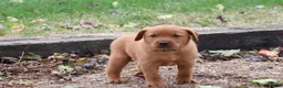 Labrador Retriever dogs for sale: Hunter - Ad 4