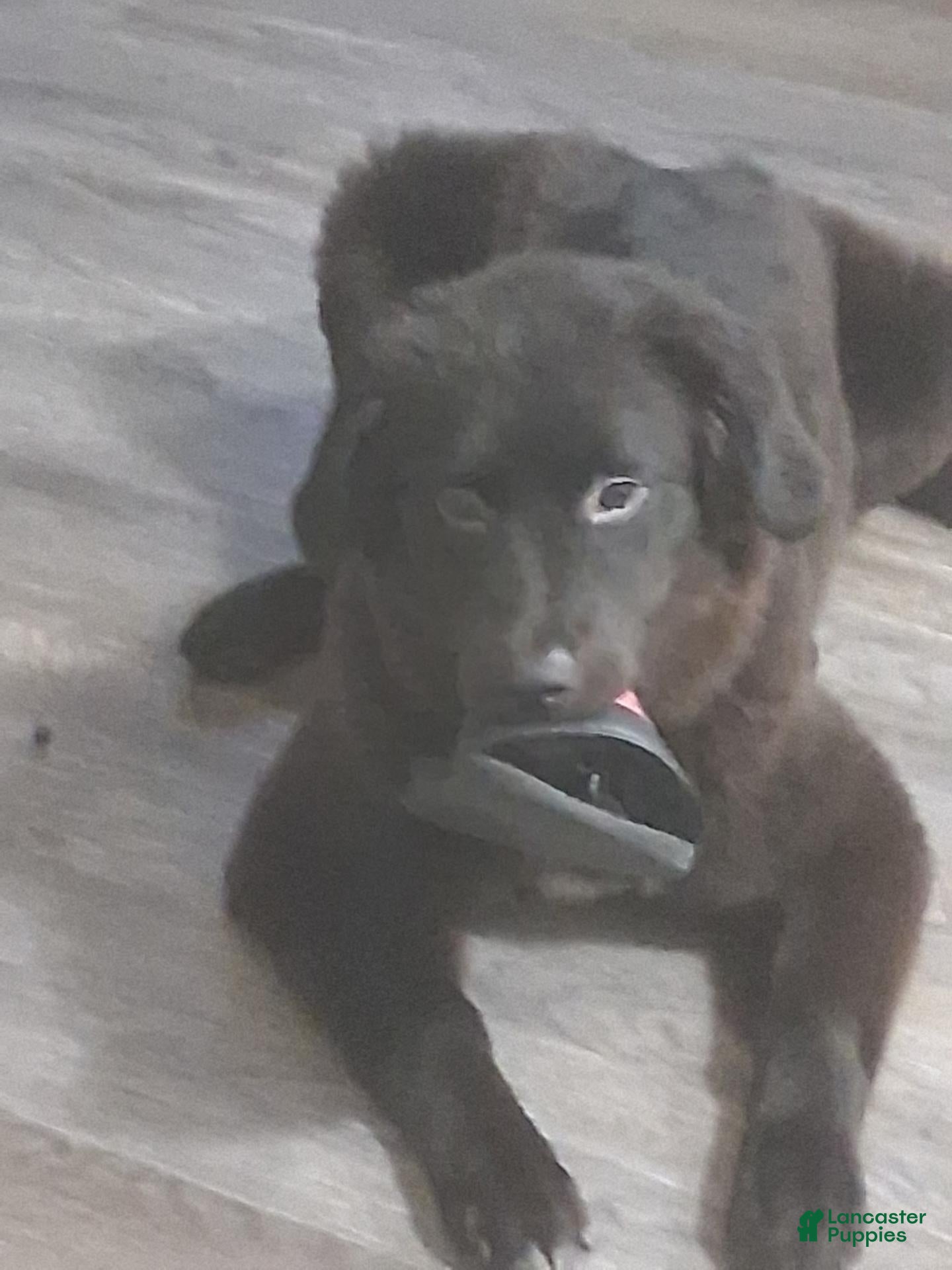 Mixed Breed dogs for sale: Mixed Breed 1 - Ad 29