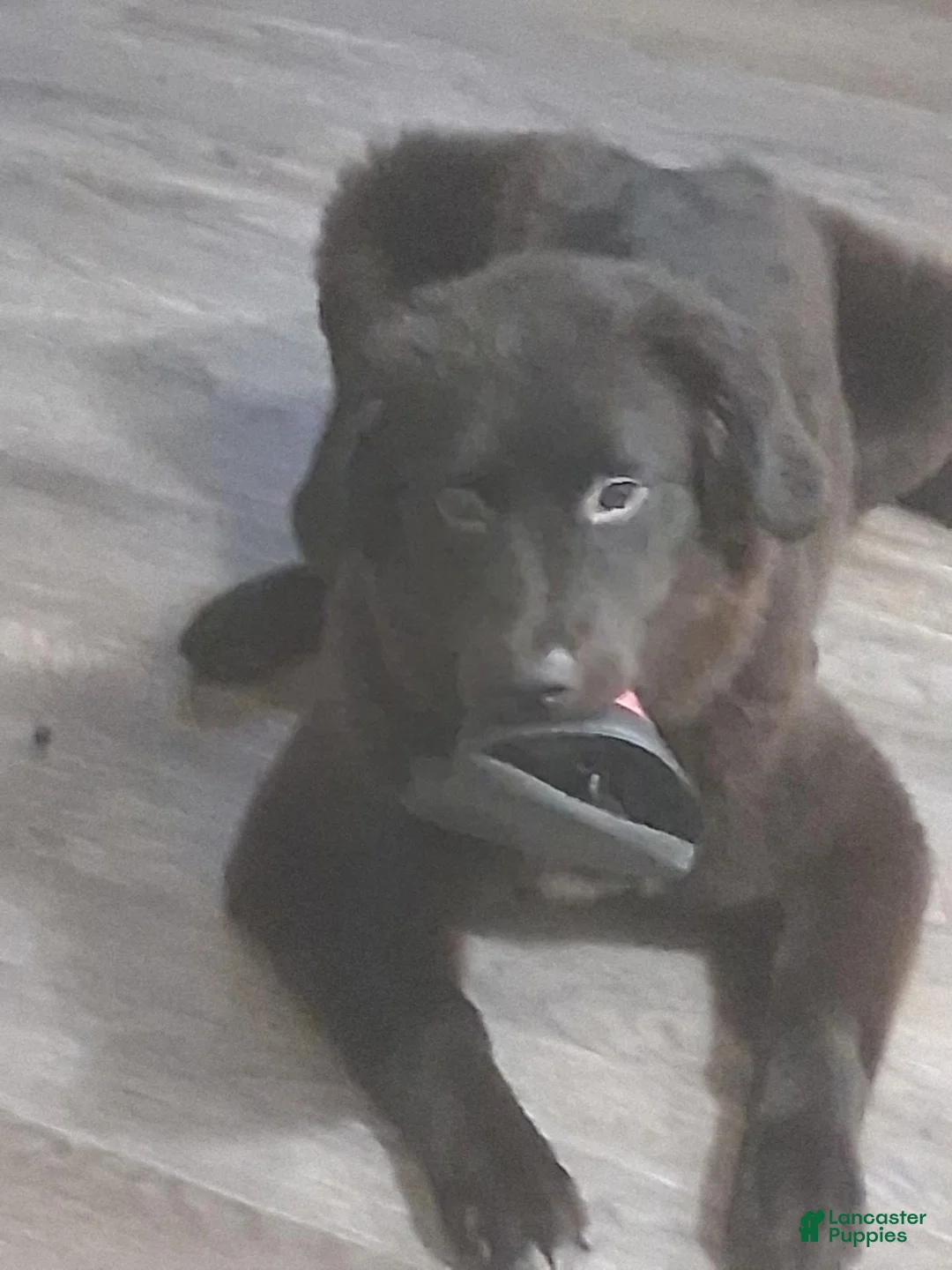 Mixed Breed dogs for sale: Mixed Breed 1 - Ad 1
