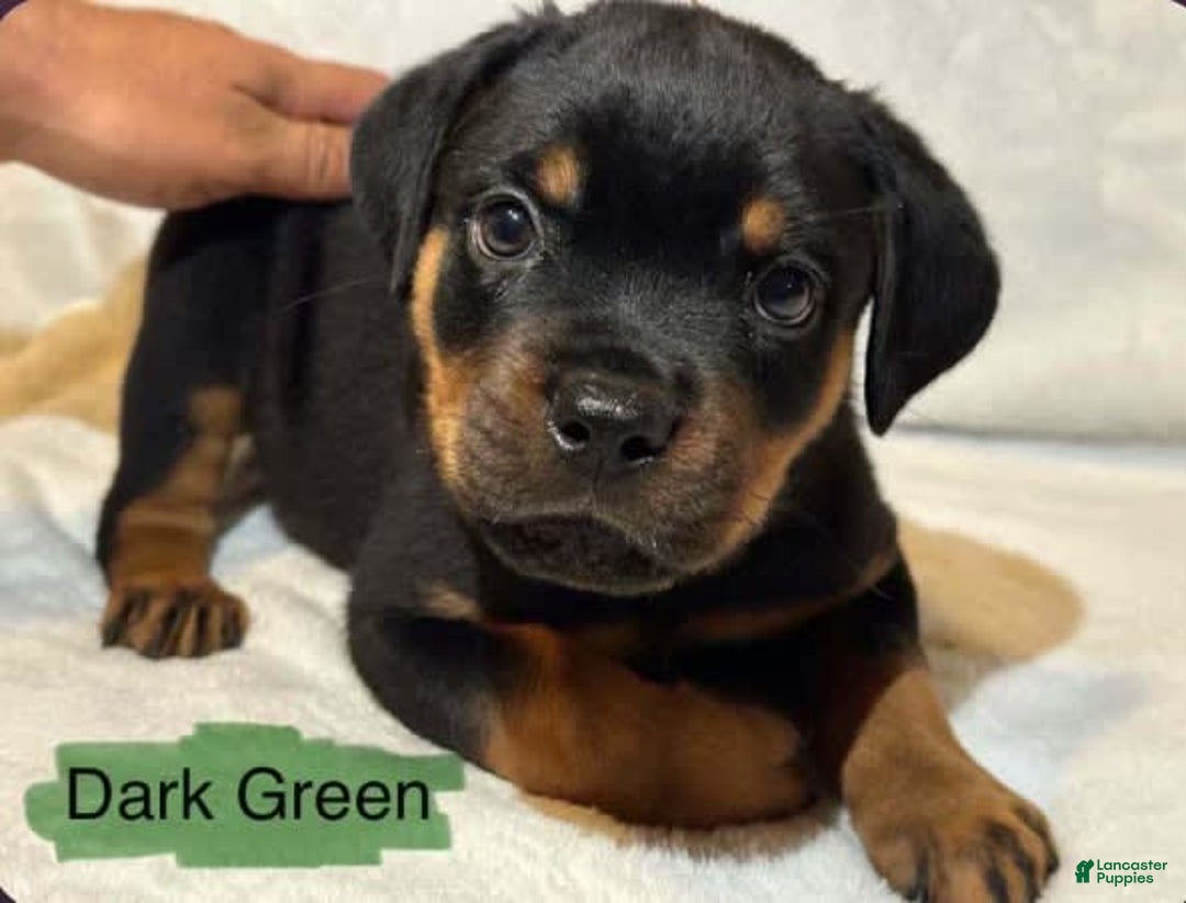 Gallery Image {{count}}