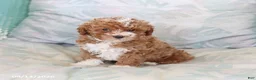 Maltipoo dogs for sale: Silas - Ad 4