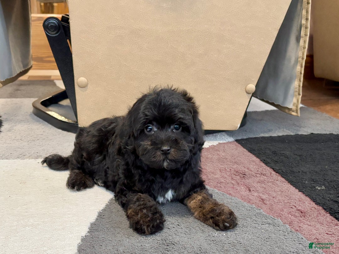 Havapoo dogs for sale: Havapoo Puppy 2 - Ad 6