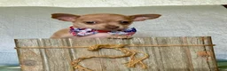 Chihuahua dogs for sale: Rocky - Ad 5