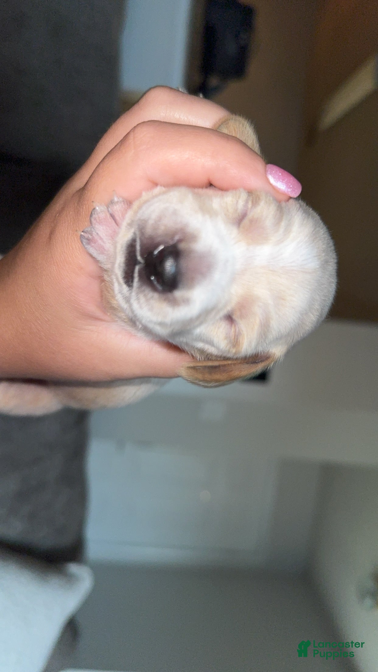 Dachshund dogs Dachshund Puppy 5 - Ad 1