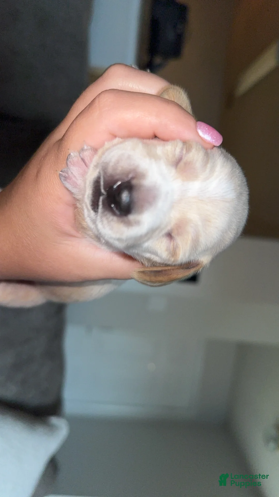 Dachshund dogs for sale: Dachshund Puppy 5 - Ad 1