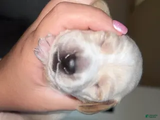 Dachshund dogs Dachshund Puppy 5 - Ad 8