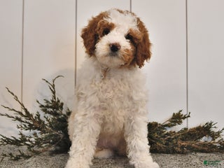 Mini Goldendoodle dogs Lacy - Ad 40