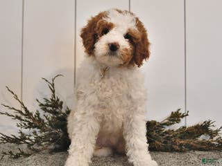 Mini Goldendoodle dogs Lacy - Ad 12