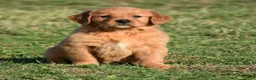 Golden Retriever dogs for sale: Taffy       Genetic/OFA - Ad 10