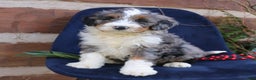 Mini Bernedoodle dogs for sale: Arlo  - Ad 2