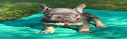 French Bulldog dogs for sale: PEE WEE - Ad 5