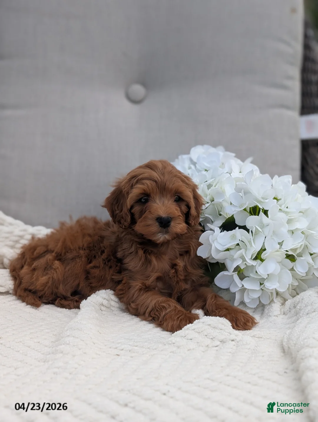 Cavapoo dogs for sale: Austin - Ad 2