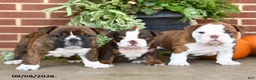 English Bulldog dogs for sale: Sailor - Ad 5