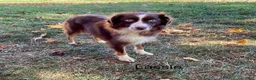 Miniature Australian Shepherd dogs for sale: River - Ad 9