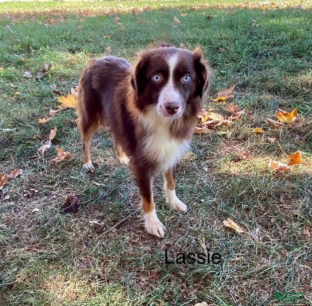 Miniature Australian Shepherd dogs for sale: River - Ad 9