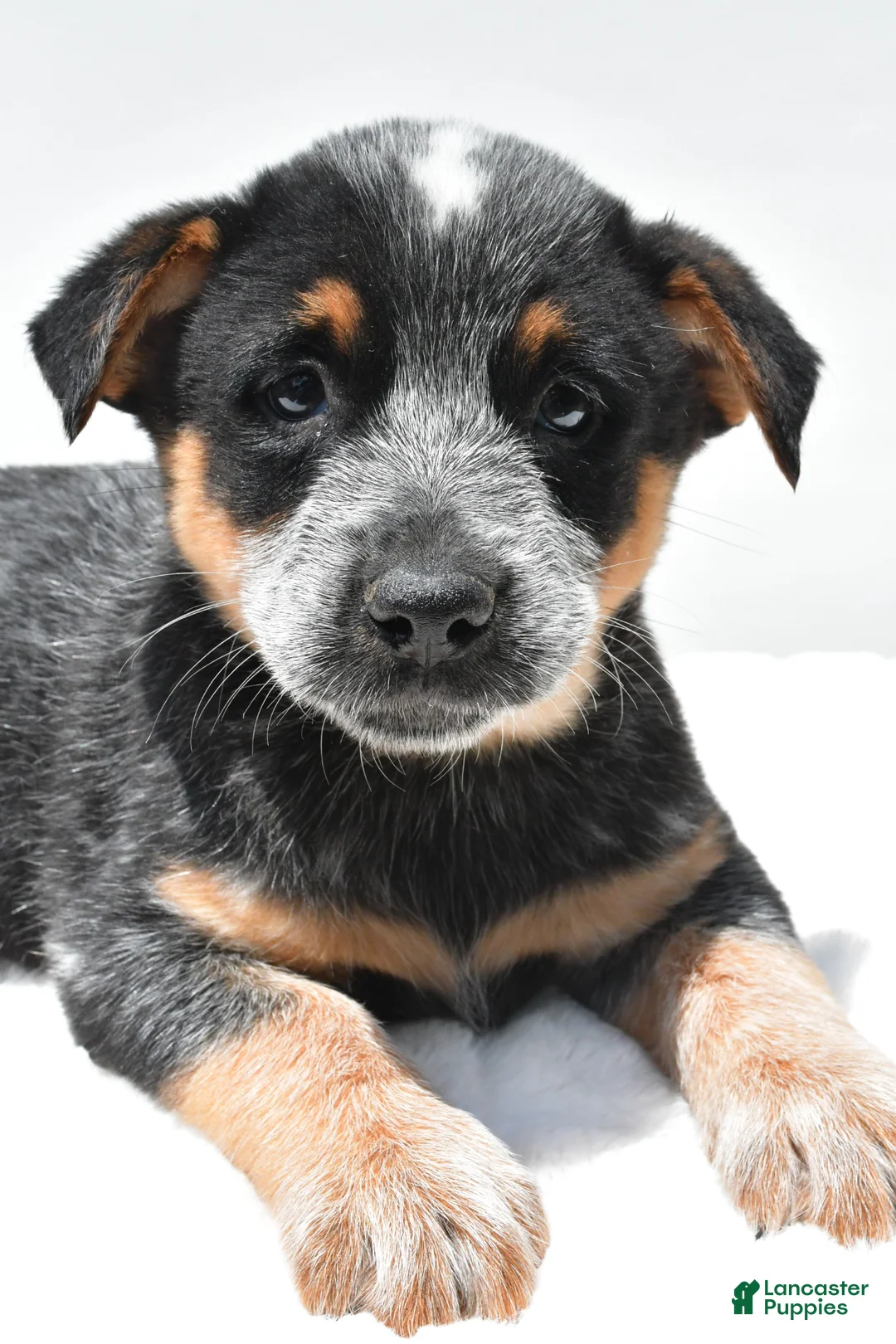 Australian Cattle Dog dogs for sale: Rowdy - Ad 1
