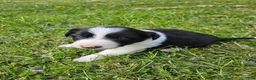 Border Collie dogs for sale: Buttercup - Ad 2