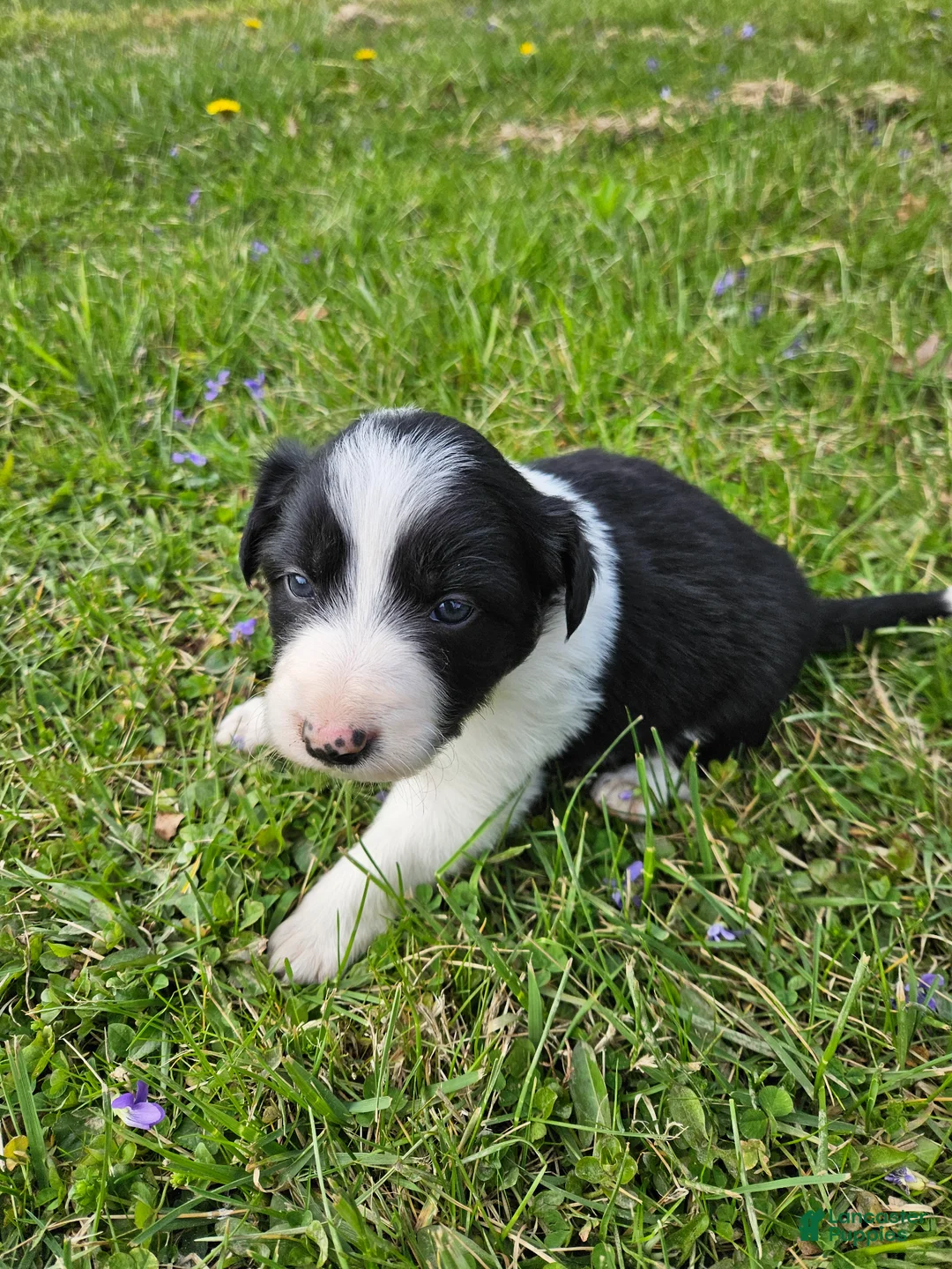 Border Collie dogs for sale: Buttercup - Ad 2