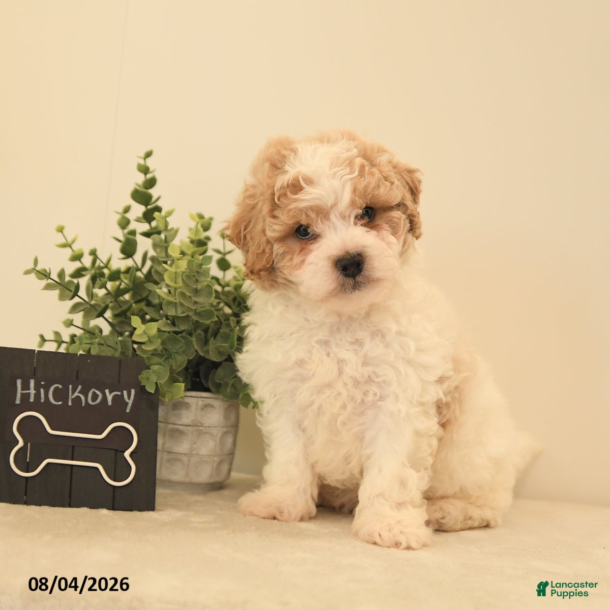 Teddy Bear dogs Hickory - Ad 2