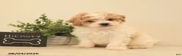 Teddy Bear dogs for sale: Hickory - Ad 2