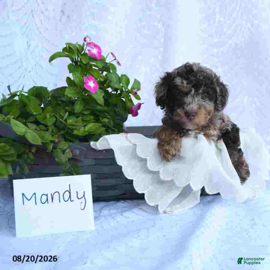 Toy Poodle dogs Mandy - Ad 1