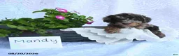 Toy Poodle dogs for sale: Mandy - Ad 1
