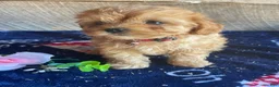 Cavapoochon dogs for sale: Carter - Ad 2