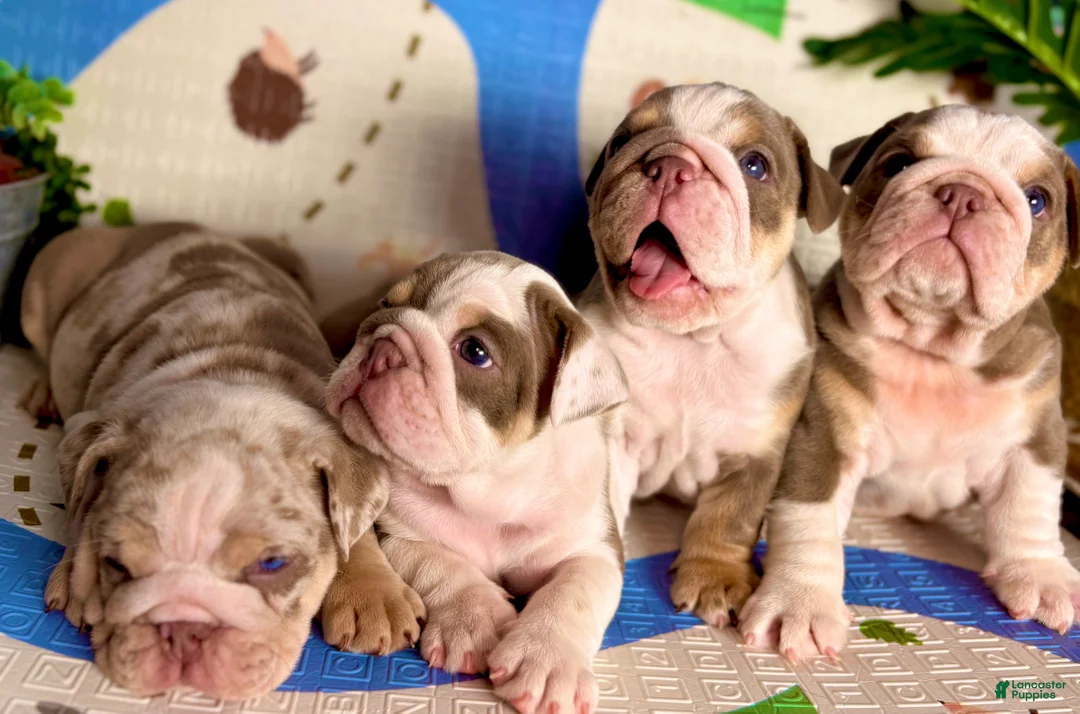 English Bulldog dogs for sale: Diamond - Ad 2