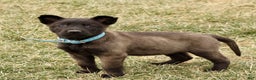 Belgian Malinois dogs for sale: Adelle  - Ad 1