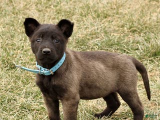 Belgian Malinois dogs Adelle - Ad 11