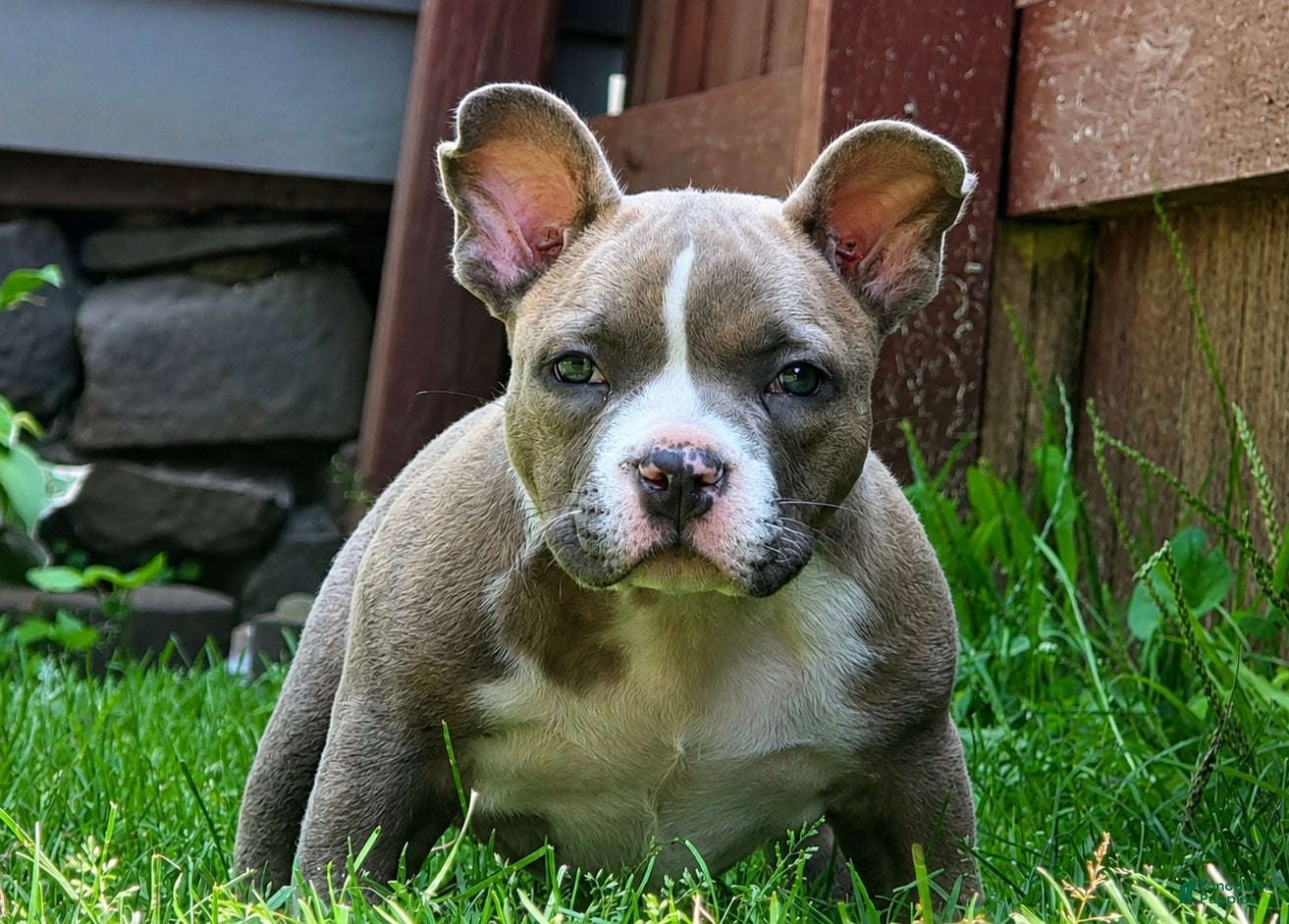 American Bully dogs Buffalo Bill - Ad 1