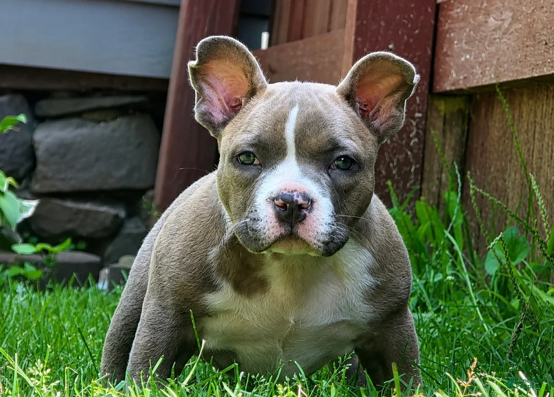 American Bully dogs for sale: Buffalo Bill - Ad 1