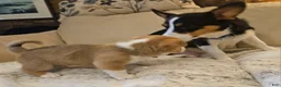 Mixed Breed dogs for sale: Apollo - Ad 12