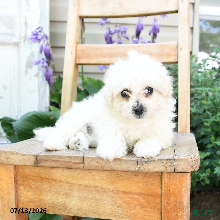 Bichon Frise dogs Pearl - Ad 2
