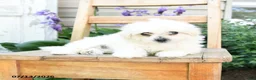 Bichon Frise dogs for sale: Pearl - Ad 2