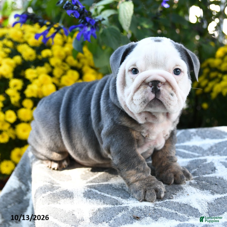 English Bulldog dogs for sale: Tallulah - Ad 1