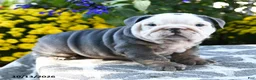 English Bulldog dogs for sale: Tallulah - Ad 1
