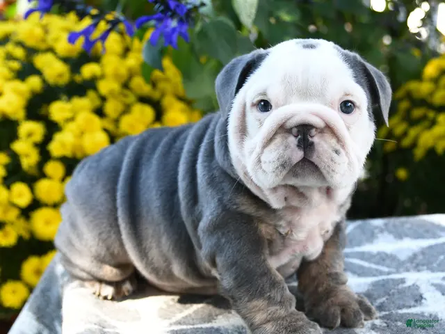 English Bulldog dogs for sale: Tallulah - Ad 1