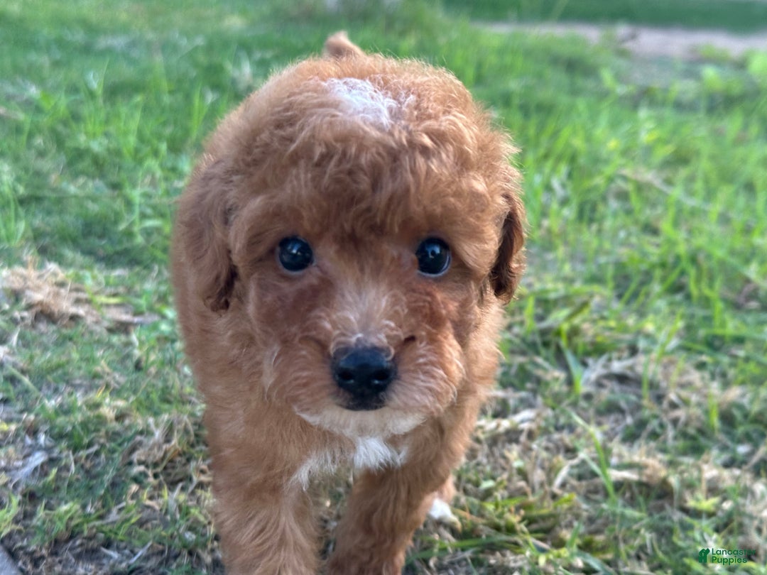 Toy Poodle dogs for sale: Toy Poodle Puppy 3 - Ad 3