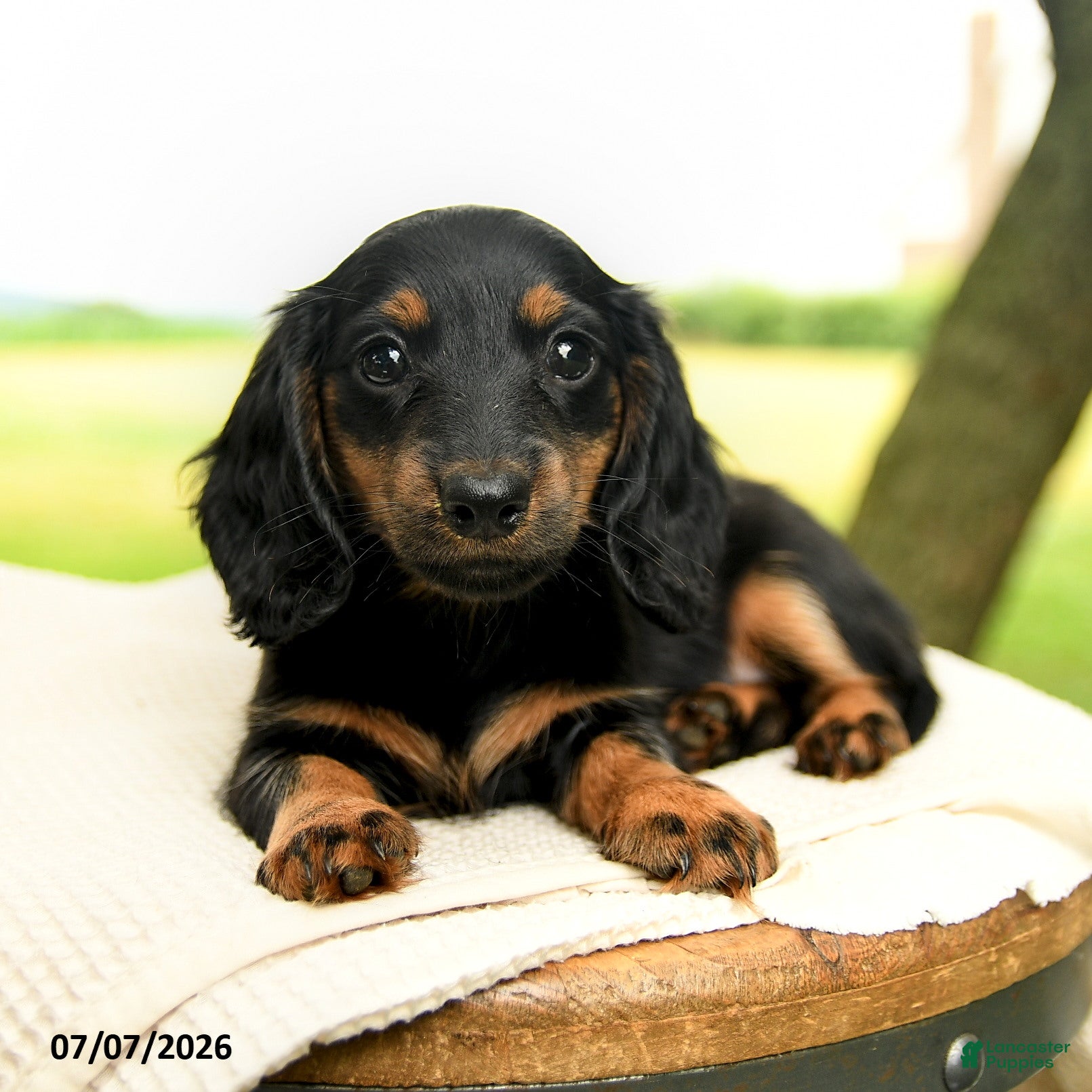 Miniature Dachshund dogs Cinder - Ad 2